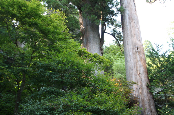榛名神社の「矢立杉」