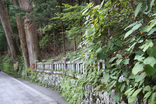 榛名神社の「千本杉」