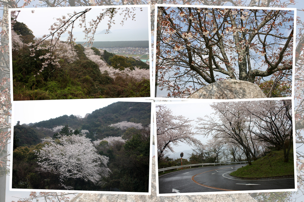 鏡山の桜並木とサクラ