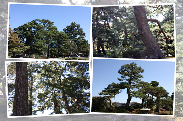 金沢・兼六園の「黒松の林」/癒し憩い画像データベース