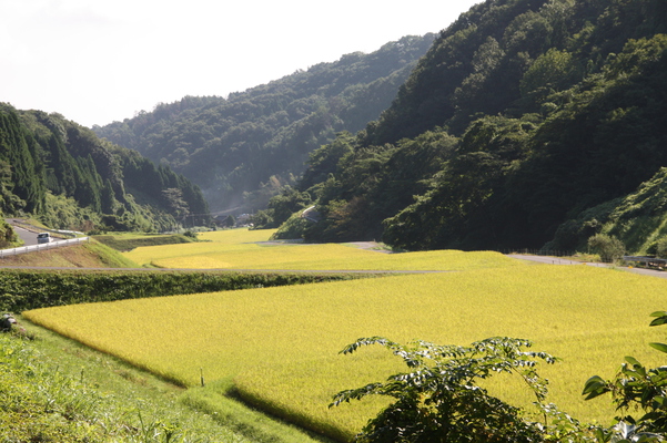 稔りの稲田と里山/癒し憩い画像データベース