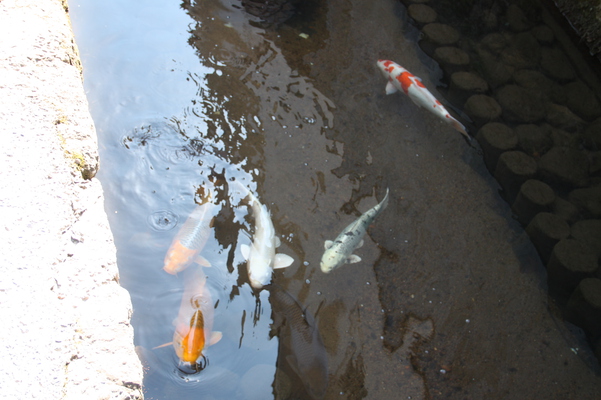 鯉が泳ぐ街/癒し憩い画像データベース