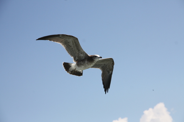浦富海岸の空と野鳥