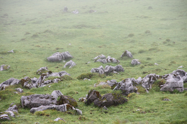 霧と四国カルストの羊群原