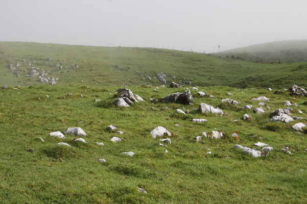 石灰石の羊群原