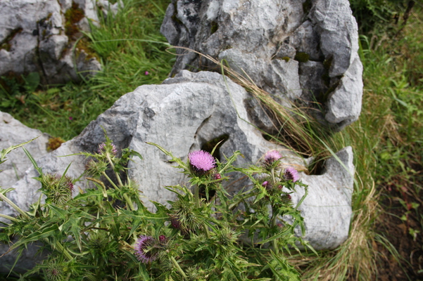 石灰岩と野花