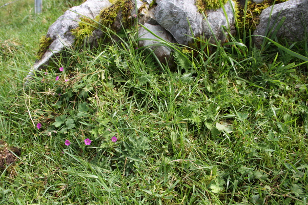 石灰岩と野草たち/癒し憩い画像データベース