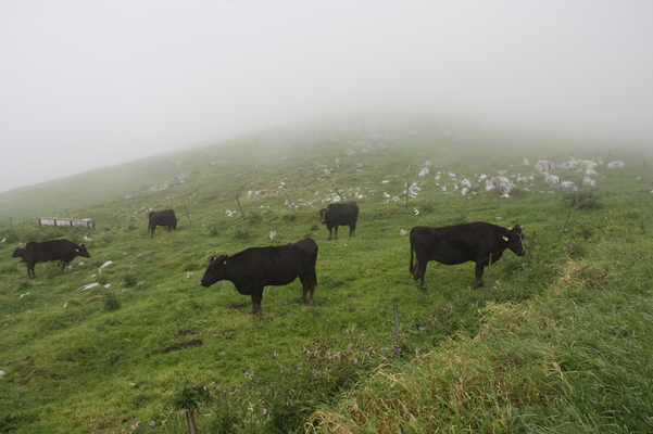 高原の霧と放牧の牛/癒し憩い画像データベース