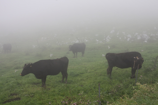 高原の霧と放牧の牛