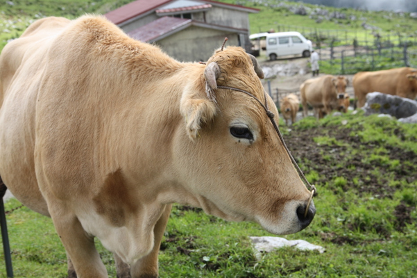 カルスト台地の放牧牛