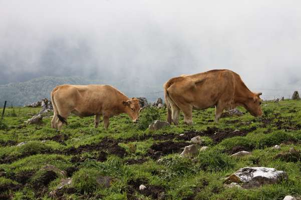 カルスト台地の放牧牛/癒し憩い画像データベース