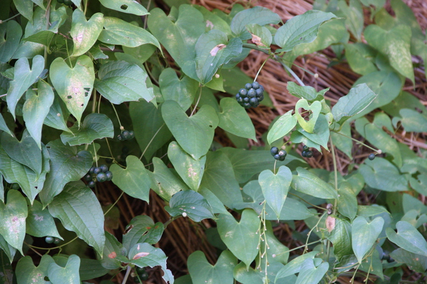 ハート型の葉と濃い青紫の実たち