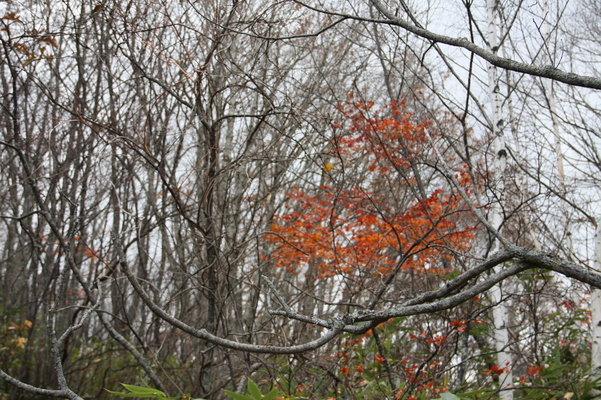 秋の戸隠高原・「鏡池」傍の紅葉