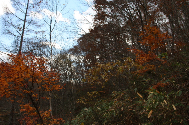 戸隠高原・「鏡池」周囲の秋模様