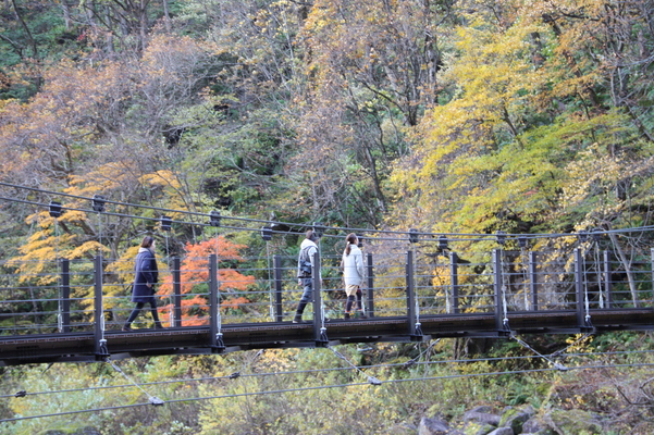 晩秋の妙高「苗名滝」の吊橋（滝見橋）
