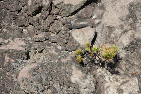「鬼押出し園」の溶岩と小さな木
