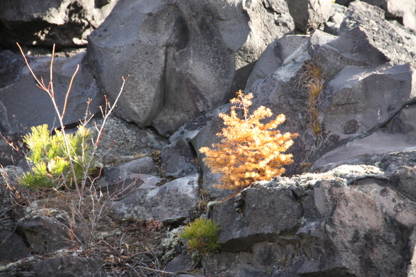 「鬼押出し園」の溶岩と小さな秋/癒し憩い画像データベース