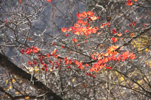 日光「華厳の滝」そばの紅葉