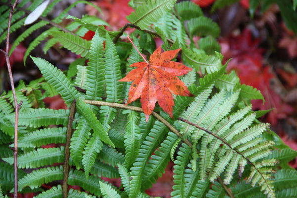 緑葉と紅葉の落葉/癒し憩い画像データベース