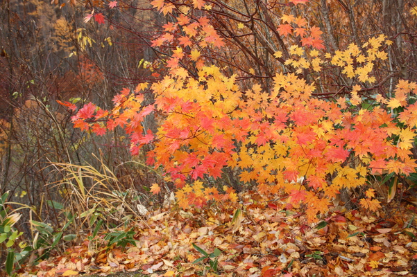 晩秋の紅葉と落葉/癒し憩い画像データベース