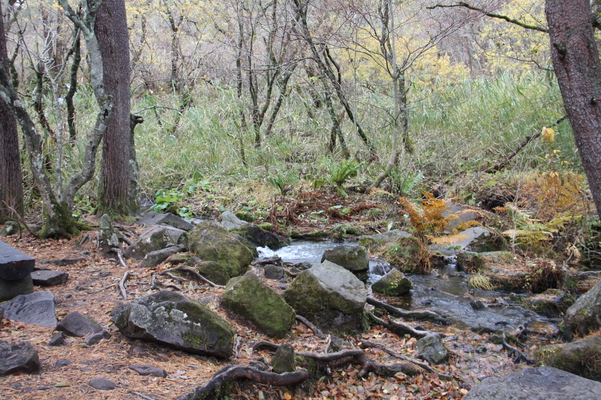 晩秋の渓流と積もる落葉