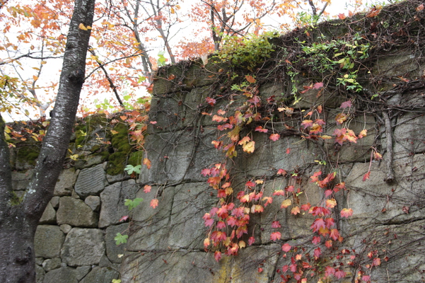 城の石垣と紅葉のツタ/癒し憩い画像データベース