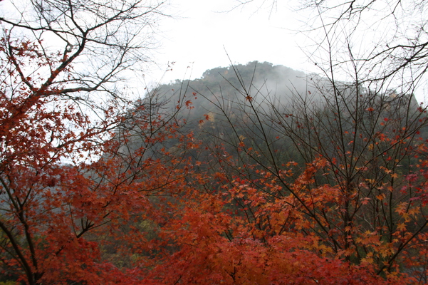 秋の耶馬溪「一目八景」と朝霧