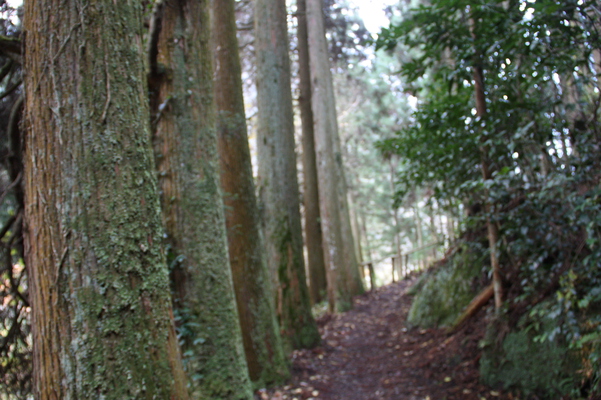 杉並木の山道
