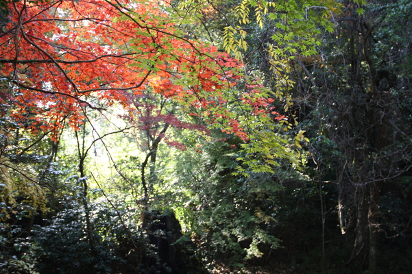 宇佐神宮の「祓所」傍の秋