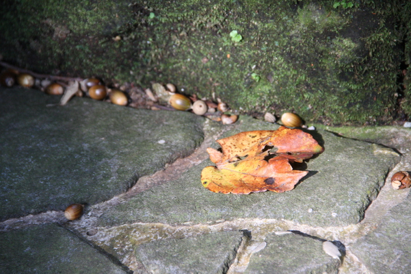 石段の落葉とドングリ