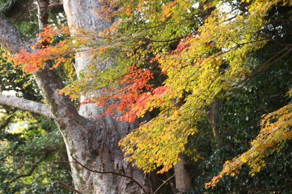 富貴寺の秋模様