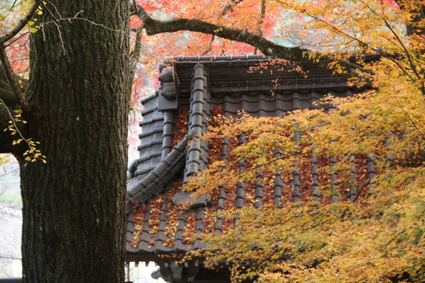 紅葉の富貴寺「仁王門」と屋根の落葉