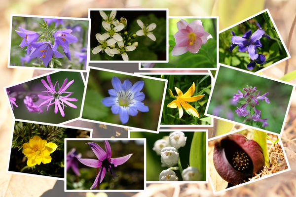 くじゅう 野の花の郷 での春の息吹 蕾から花へ 癒し憩い画像データベース テーマ別おすすめ画像