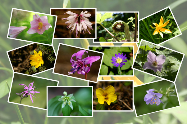 春の くじゅう野の花の郷 に咲いた花たち 前顔と横顔 癒し憩い画像データベース テーマ別おすすめ画像