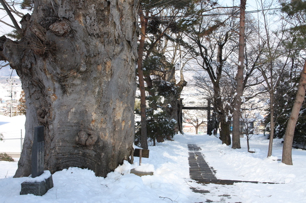 積雪の「前山寺」参道と欅の巨古木