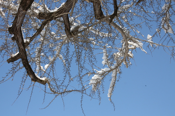 青空と積雪の銀杏/癒し憩い画像データベース