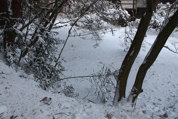 氷結した安楽寺の池