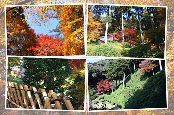 秋の大興善寺の森とツツジ園