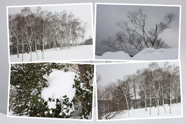 冬の蒜山高原「白樺の丘」