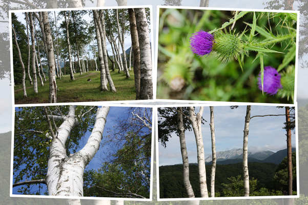 夏の蒜山高原「白樺の丘」/癒し憩い画像データベース