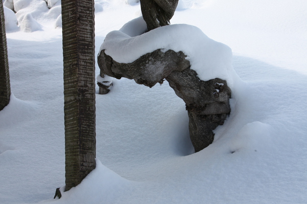 積雪の藤棚