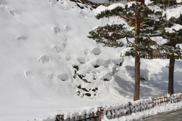 冬の会津若松城「松と積雪」