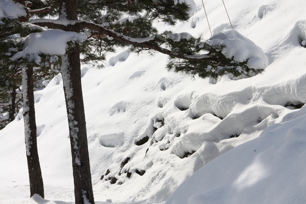 冬の会津若松城「雪つりと松の木」