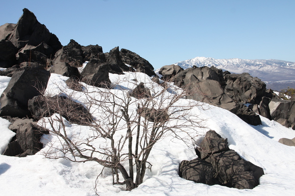 溶岩原の冬木立