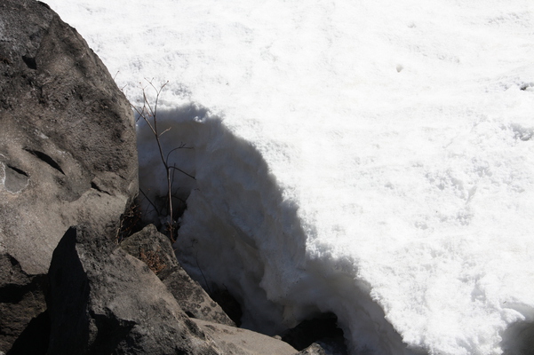 積雪と溶岩の間の小さな冬木立