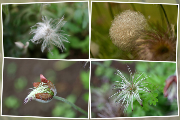 オキナグサ（翁草）の実・種子の推移/癒し憩い画像データベース