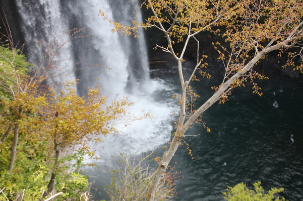 春新緑の「音止の滝」の滝壺