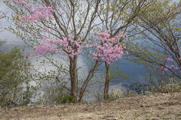 田貫湖々畔の桜