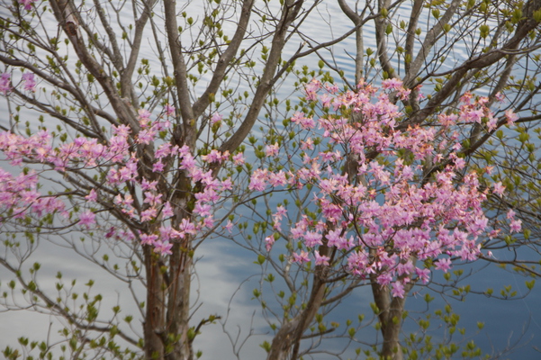 田貫湖々畔の富士桜