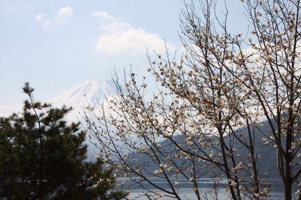 コブシと春残雪の富士山